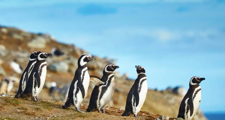Een groep Magelhaenpinguïns op rotsachtig terrein met heldere luchten.