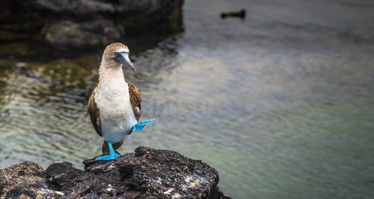 Andes & Galapagos (Multi country) - LimaTours 2