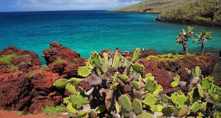 Des cactus sur des roches volcaniques au bord de l'eau bleue à l'île South Plaza, Équateur.