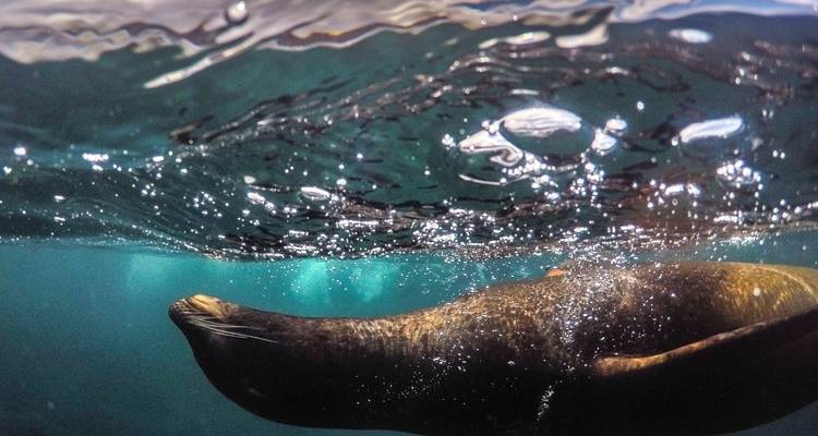 Otarie nageant sous l'eau dans une eau bleue claire.