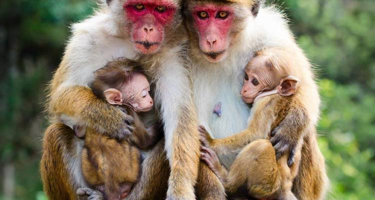 Familie von Affen, die zusammen in einer Dschungelumgebung sitzen.
