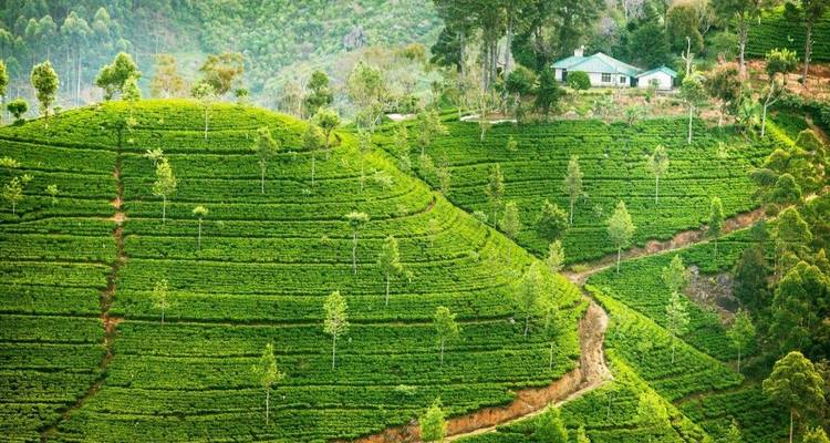 Tour on the Hills, Private Tour - Aitken Spence Travel 7