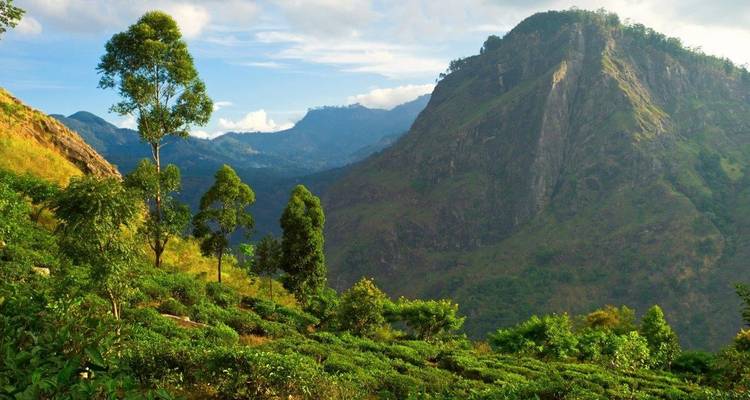 Tour on the Hills, Private Tour - Aitken Spence Travel 6