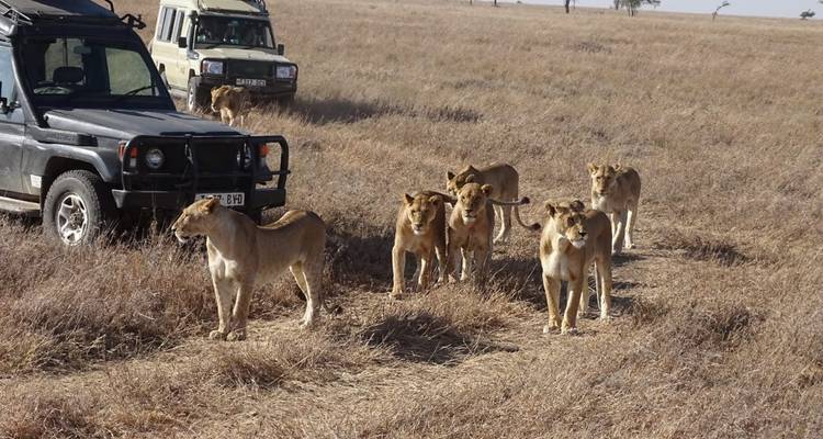 3 days Group joining safari to Maasai Mara using a Land Cruiser Jeep - Perfect Safari Africa tours and safaris 1
