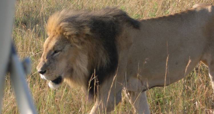 3 days Group joining safari to Maasai Mara using a Land Cruiser Jeep - Perfect Safari Africa tours and safaris 8