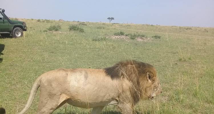 3 days Group joining safari to Maasai Mara using a Land Cruiser Jeep - Perfect Safari Africa tours and safaris 10