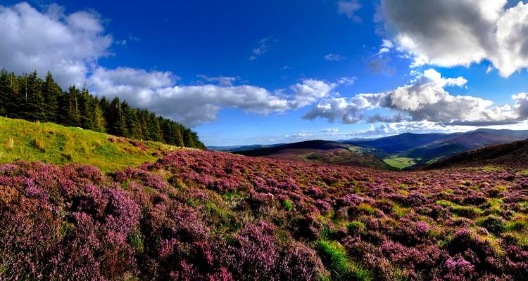 Un paysage à couper le souffle avec de la bruyère violette et une forêt par une journée ensoleillée.