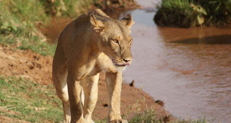 Safari de 4 días y 3 noches en la reserva Nacional Samburu del norte, en Kenia voladora - Gracepatt Ecotours Kenya 4