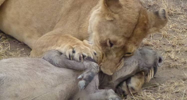 Gros plan d'une lionne avec sa proie.
