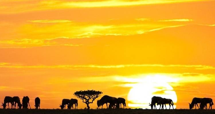 Des animaux et un arbre en silhouette contre un coucher de soleil éclatant.