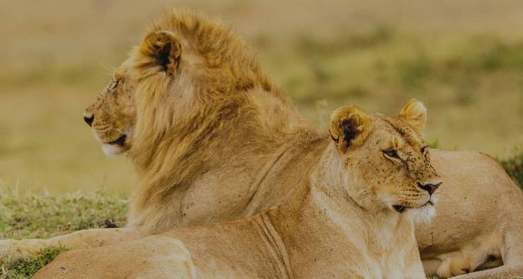 Deux lions se reposant sur l'herbe dans une savane.