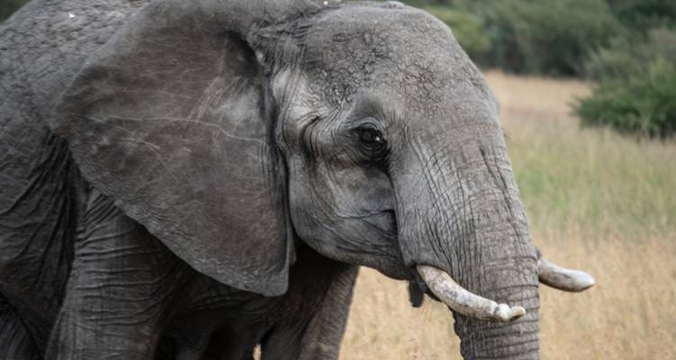 Safari en petit groupe dans le Masai Mara - 3 jours (avec Land Cruiser JEEP) - Perfect Wilderness Tours And Safaris 7
