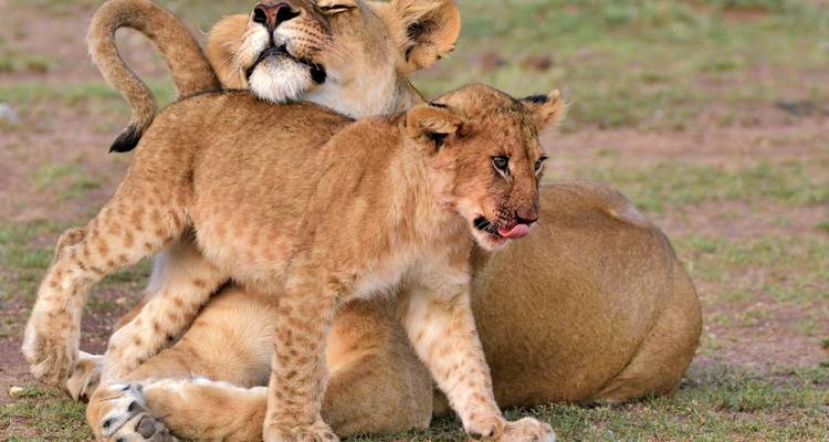 Safari en petit groupe dans le Masai Mara - 3 jours (avec Land Cruiser JEEP) - Perfect Wilderness Tours And Safaris 2