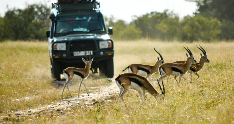 Safari en petit groupe dans le Masai Mara - 3 jours (avec Land Cruiser JEEP) - Perfect Wilderness Tours And Safaris 6