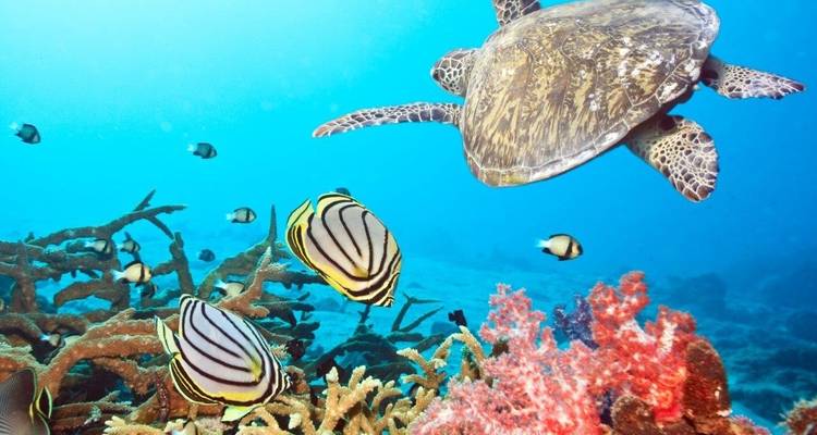 Forfait plage Phi Phi - Destination Services Thailand 2