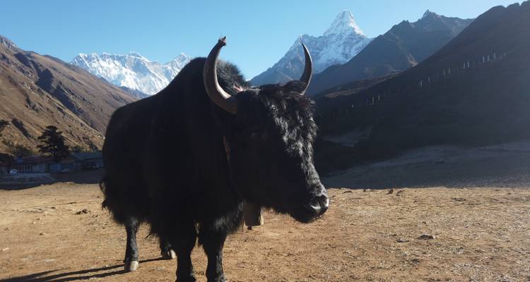 Un yak debout dans une région montagneuse avec des sommets enneigés en arrière-plan.