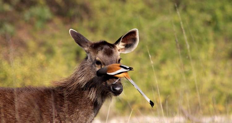 Rugissement et rêverie : Escapade dans la réserve de tigres de Corbett depuis Delhi - Agora Voyages OPC Pvt Ltd 2