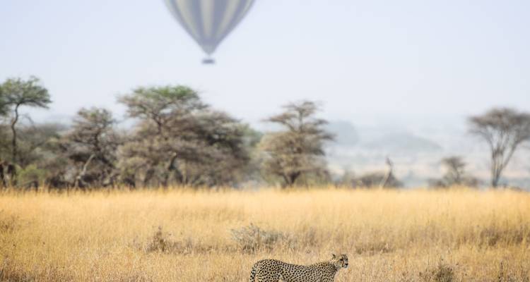 Guépard dans la savane avec une montgolfière en arrière-plan.