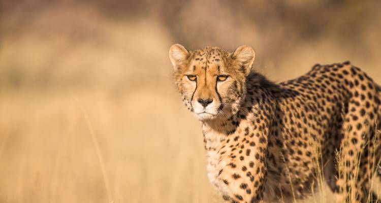 Portrait d'un guépard dans une zone herbeuse sous un ciel dégagé.