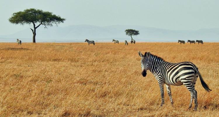Zèbres broutant dans une savane ouverte avec des collines au loin.