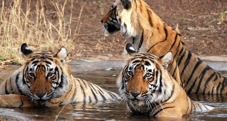 Golden Triangle & Tiger Experience 9D/8N - Bamba Travel 8