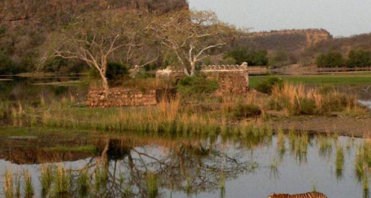 Golden Triangle & Tiger Experience 9D/8N - Bamba Travel 6