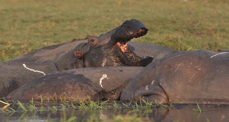 Victoria Falls et; Chobe Adventure 4J/3N - de Victoria Falls - Bamba Travel 5