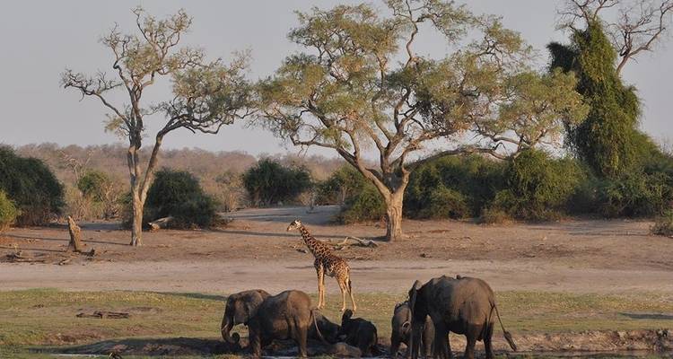 Victoria Falls et; Chobe Adventure 4J/3N - de Victoria Falls - Bamba Travel 9