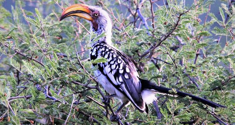 Zakouma NP Express 8 Days/ 7 Nights - Across Africa Tours & Travel 4
