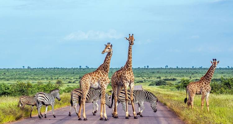 Giraffes and zebras crossing a road in a vast savanna landscape.