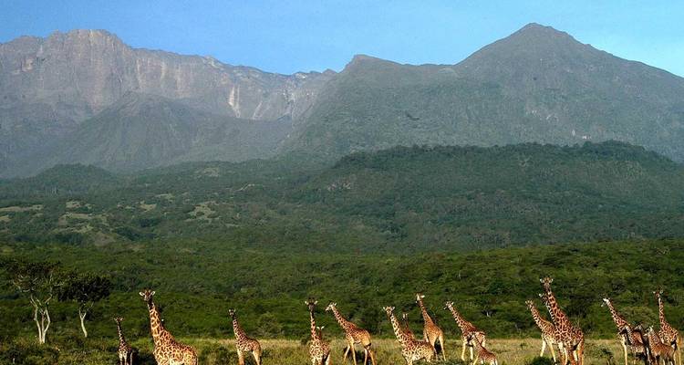 Breathtaking view of giraffes in front of towering mountains.