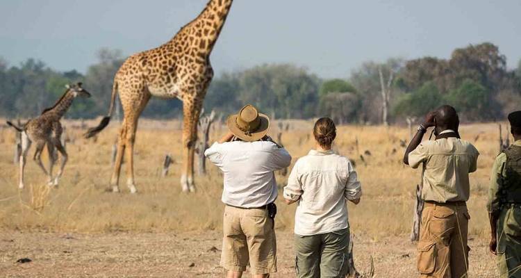 Tourists observing giraffes in a safari setting.