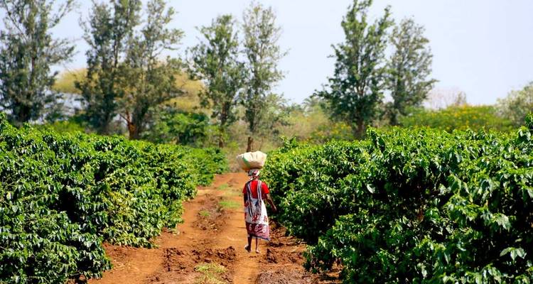 Une personne marchant à travers un champ de plantation verdoyant en portant des marchandises.