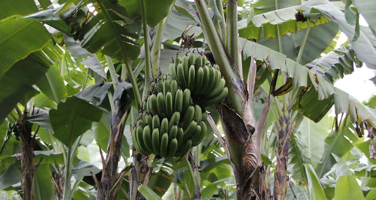 Gros plan de bananes vertes sur un arbre.