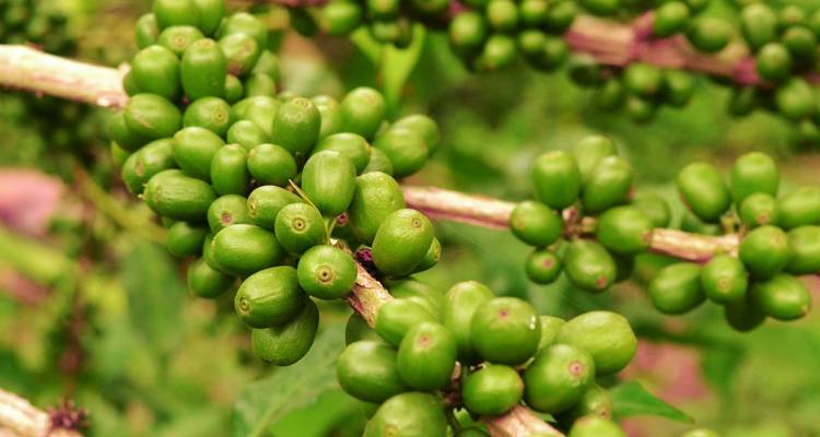 Gros plan de grains de café verts sur des branches.