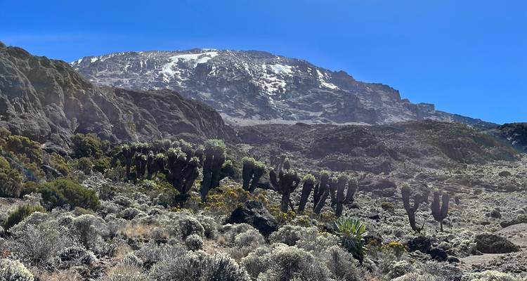 Alpien woestijnlandschap op de Mount Kilimanjaro met reuzengrondsels en de met gletsjers bedekte bergkam.