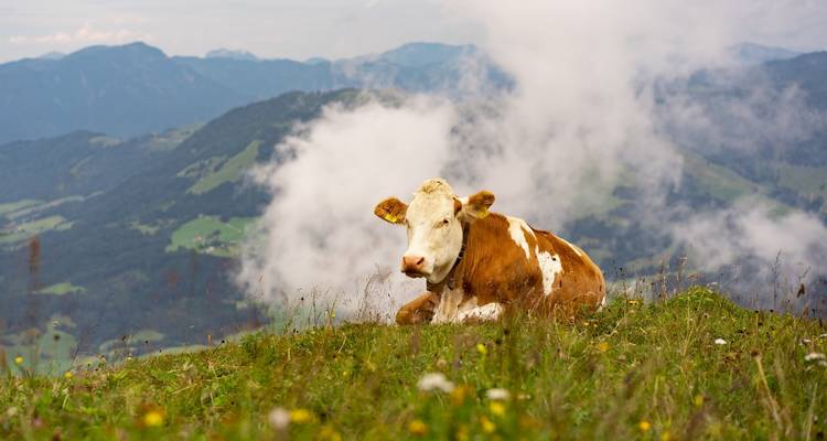 Pulse of the Alps (Lake Tegernsee to Kitzbühel) - Feuer und Eis Touristik 7