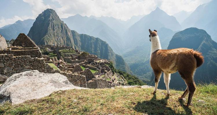 Llama overlooking the ancient ruins of Machu Picchu.