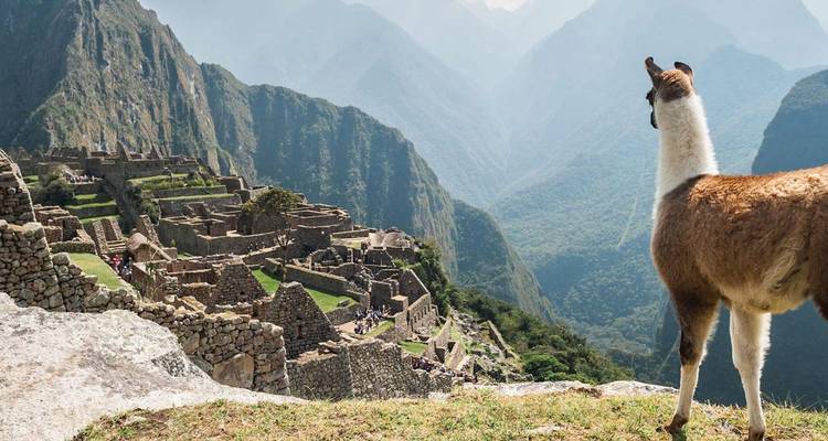 Lama debout sur une falaise surplombant les anciennes terrasses de pierre du Machu Picchu avec des pics brumeux au-delà