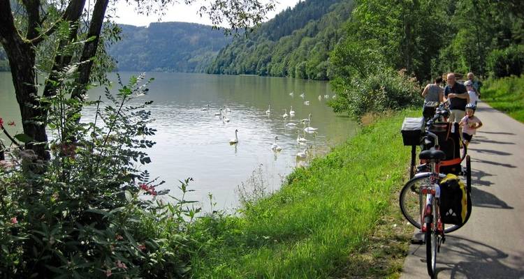 Radfahrer an einem See mit einem Schwarm schwimmender Schwäne.