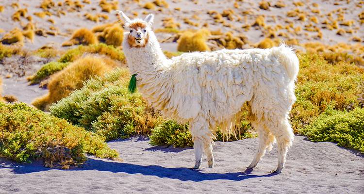 Aventura a medida en Bolivia de 7 días, salida diaria y guía privado - Agate Travel 8