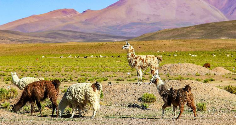 Tailor-Made Bolivia Trip to Salar de Uyuni & Lake Titicaca, Daily Start - Agate Travel 7