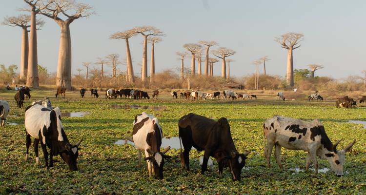 Morondava Stay: The baobab tree paradise - Green Island Discovery 2