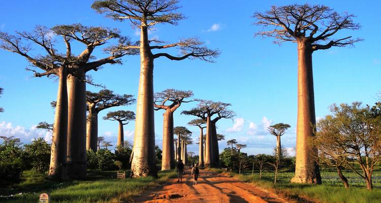 Morondava Stay: The baobab tree paradise - Green Island Discovery 3