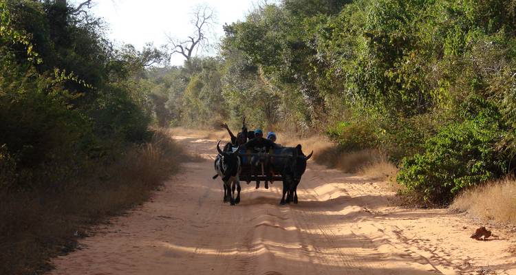 Morondava Stay: The baobab tree paradise - Green Island Discovery 4