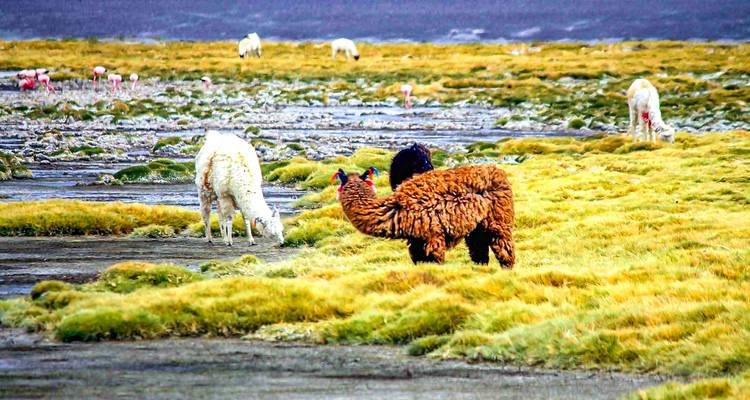 Circuit sur mesure de 10 jours en Bolivie, avec départ quotidien et guide privé - Agate Travel 8