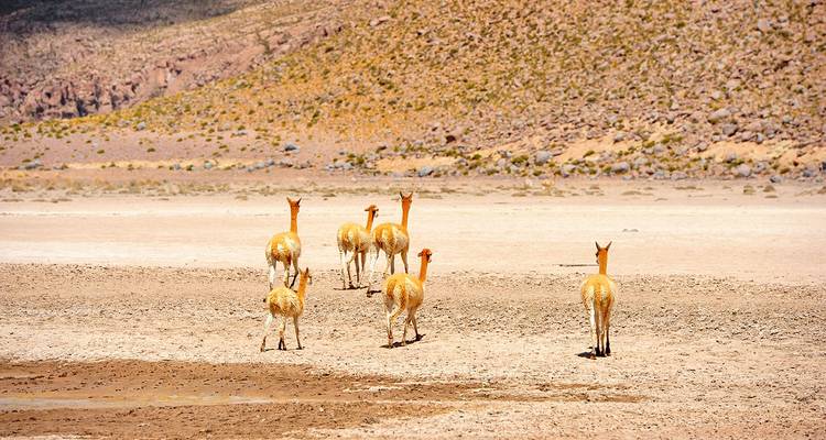 Vacaciones familiares a medida en Bolivia de 8 días, con salida diaria y guía privado - Agate Travel 9