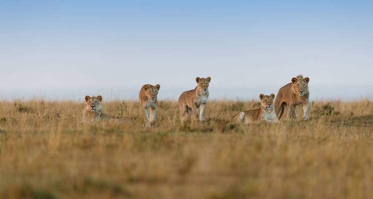 6 Days Best of Tanzania Safari. (Group Scheduled 4x4) - Seven Wonders Safaris 4