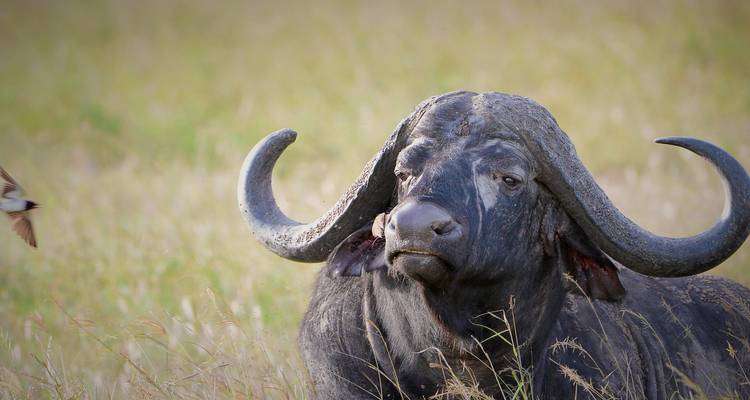 6 Days Best of Tanzania Safari. (Group Scheduled 4x4) - Seven Wonders Safaris 3
