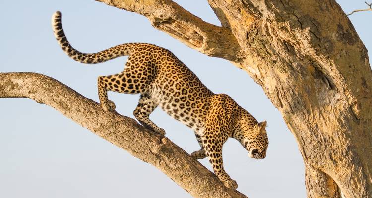 6 Days Best of Tanzania Safari. (Group Scheduled 4x4) - Seven Wonders Safaris 7